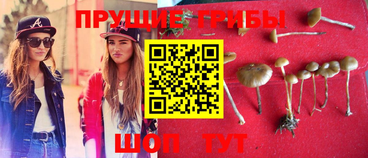 Псилоцибиновые грибы Psilocybine cubensis  Галлюциногенные грибы Psilocybine cubensis  Видное 