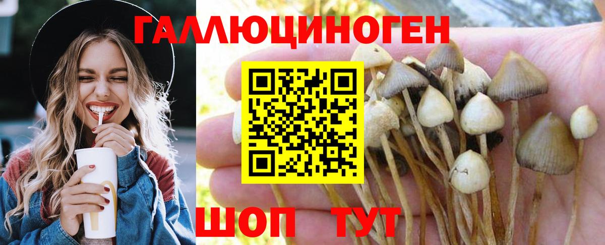 Видное  Псилоцибиновые грибы Psilocybine cubensis  Вход с VPN 